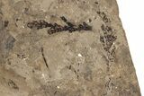 Conifer (Chamaecyparis?) Fossil - McAbee, BC #271254-1
